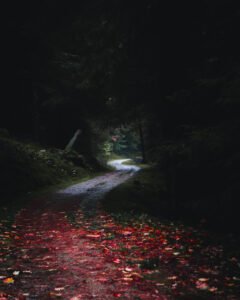Mood forrest in Scotland and colourful leaves.